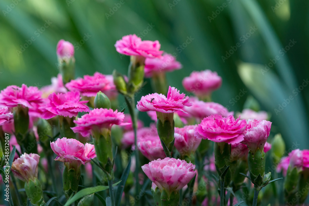 Fototapeta premium Blooming pink carnations in a spring garden - selective focus, copy space
