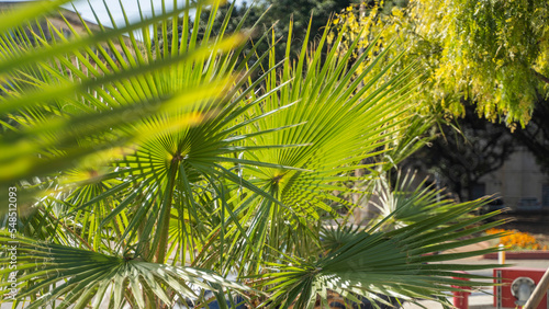 beach palm trees malta island © Tymoteusz