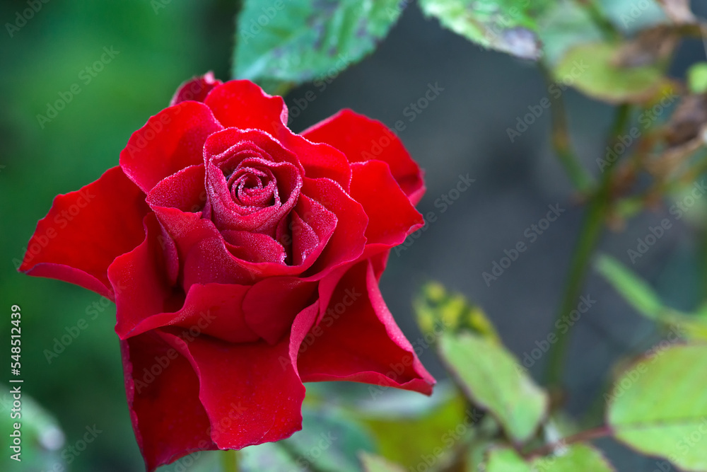 close up of red rose with dew drops - selective focus, copy space close up of red rose with dew drops - selective focus, copy space