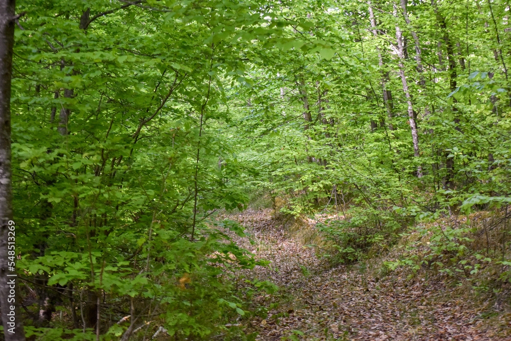 Forest Nature Bosnia And Herzegovina Forest Nature Bosnia And Herzegovina
