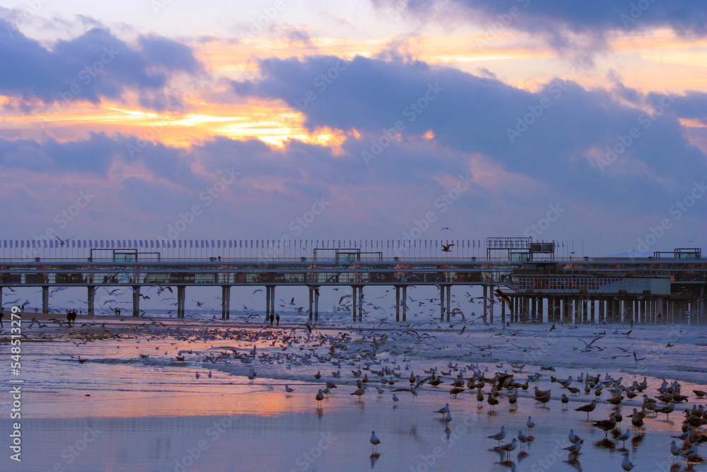 Obraz premium Beach and pier with seagulls in the famous resort. The Scheveningen, Netherlands