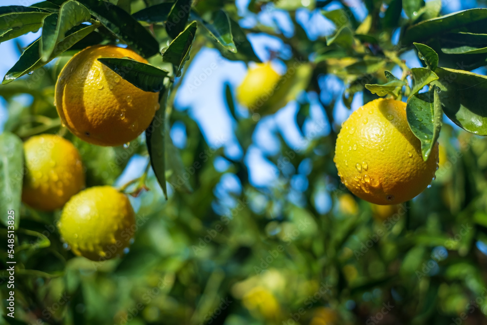 Ripe oranges on tree branches in an orange garden with water drops