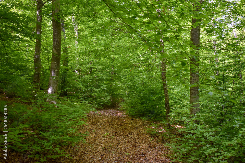 Fototapeta premium Forest Nature Bosnia And Herzegovina