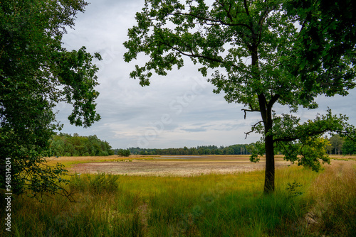 Landscape with dry pond in a nature reserve in the Netherlands 