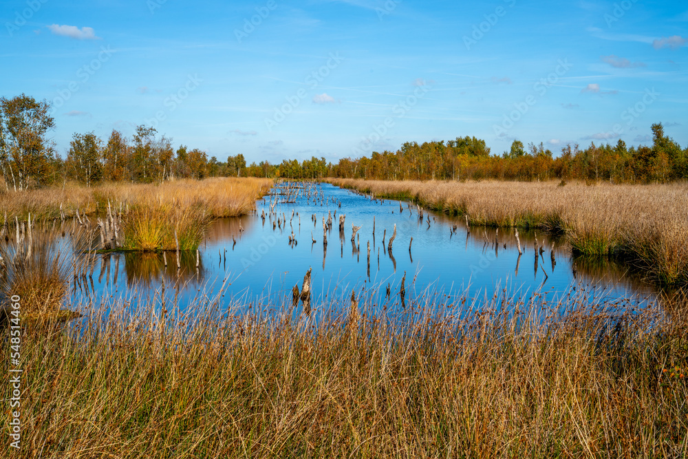 Pool with dead trees in a marshland in Bargerveen, Netherlands
