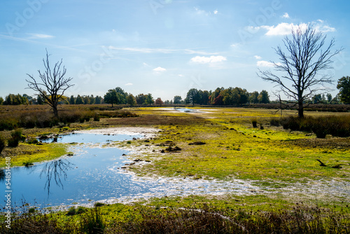 Swamp in a marshland in Bargerveen, Netherlands 