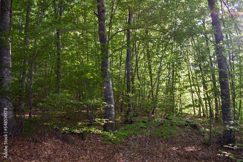 Forest Nature Bosnia And Herzegovina 