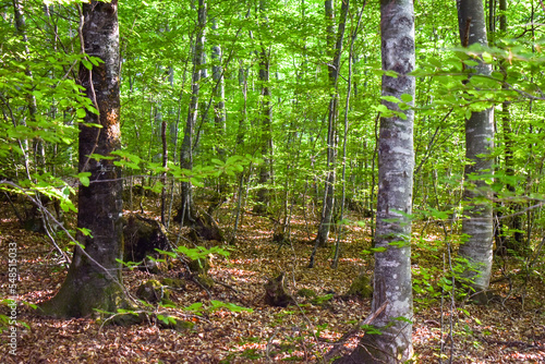 Forest Nature Bosnia And Herzegovina 