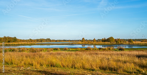 Swamp in a marshland in Bargerveen, Netherlands
