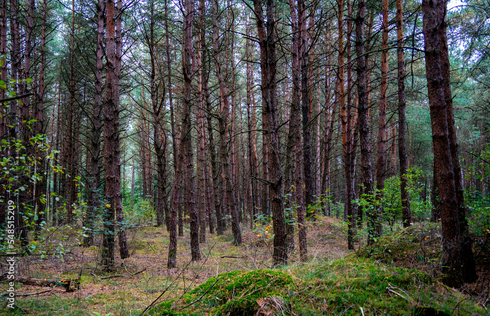 Multiple pine trees in a forest
Multiple pine trees in a forest
