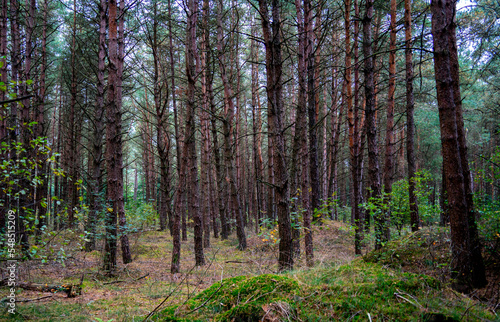 Multiple pine trees in a forest 