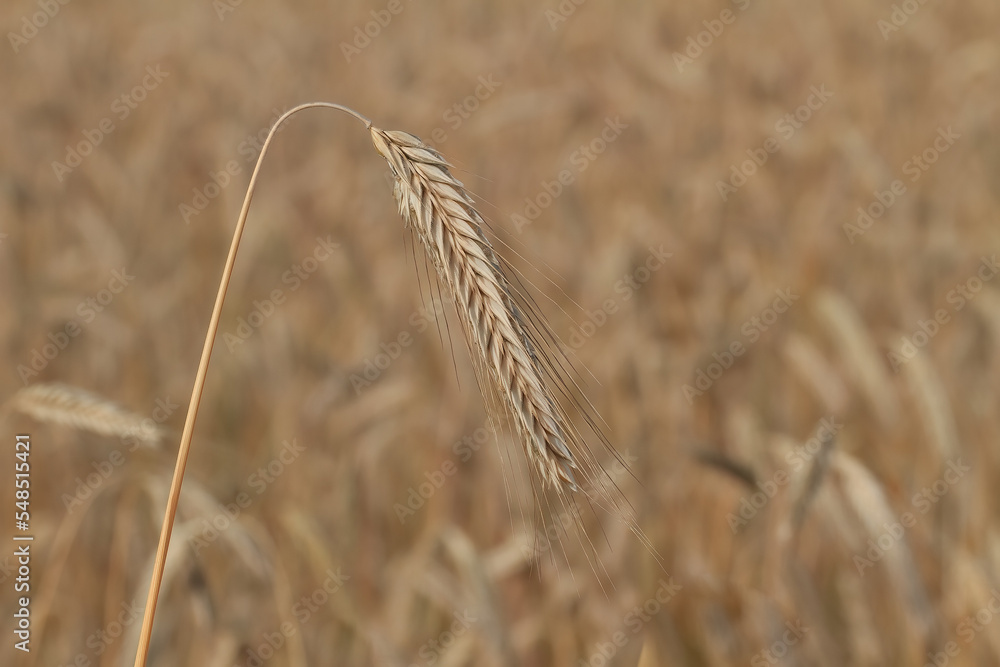 Le blé