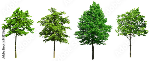 Four green leafy deciduous trees standing isolated photo