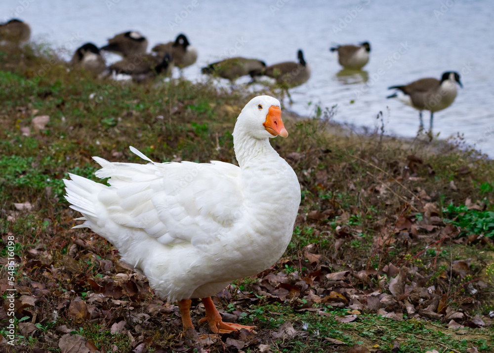 White Goose on the edge of a pond at Garden lake in Rome Georgia. White Goose on the edge of a pond at Garden lake in Rome Georgia.