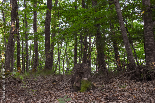 Forest Nature Bosnia And Herzegovina 