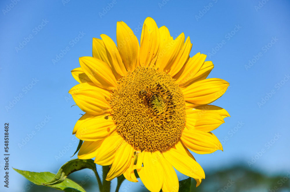 Bees sucking honey on Helianthus annuus flowers. Bees sucking honey on Helianthus annuus flowers.