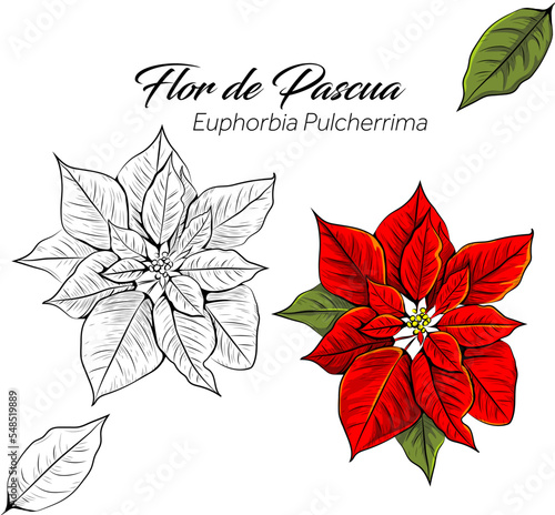 Flor de pascua 