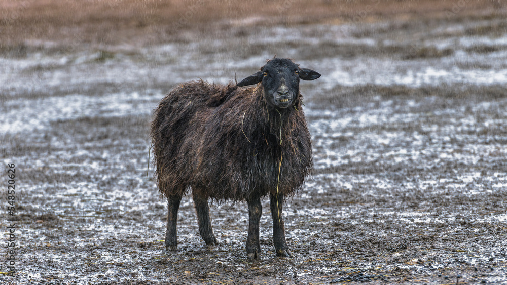 Obraz premium mouton noir sous la pluie