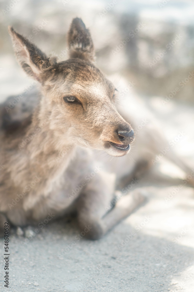 広島 暖かい日差しを浴びてリラックスする宮島の鹿