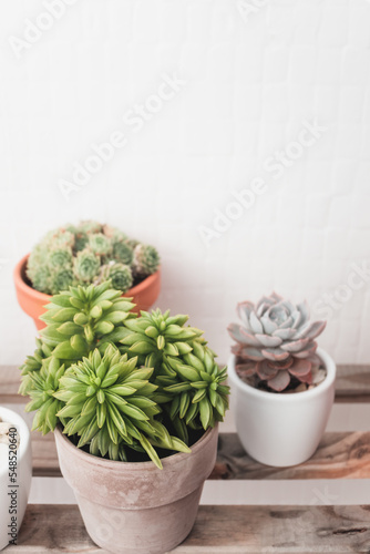 Succulents in pots. Houseplants concept