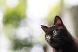 日本の京都の森に暮らす丸い瞳が可愛らしい黒猫