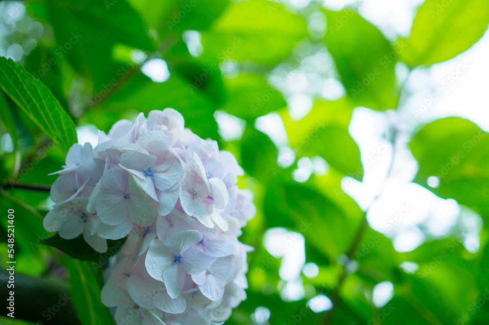 京都 梅雨の藤森神社に咲く緑に包まれた美しい紫陽花 京都 梅雨の藤森神社に咲く緑に包まれた美しい紫陽花