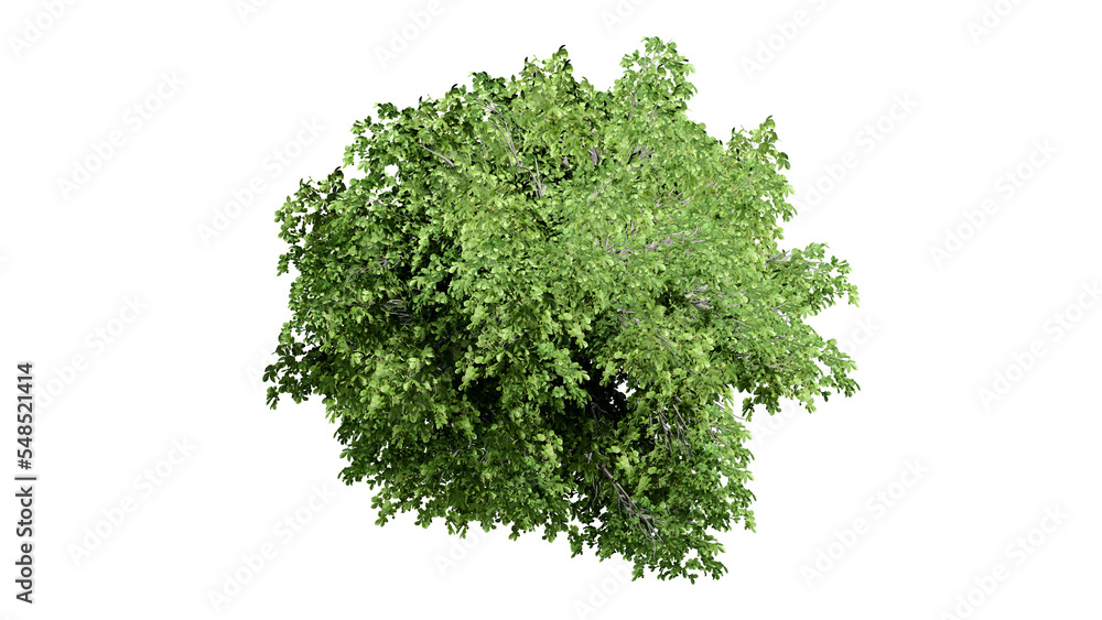 Obraz premium 3D Top view Green Trees Isolated on PNGs transparent background , Use for visualization in architectural design or garden decorate 