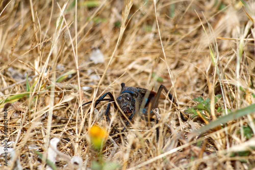 Tarantula hawk wasp on the ground, in a field in Cotacachi, Ecuador Tarantula hawk wasp on the ground, in a field in Cotacachi, Ecuador