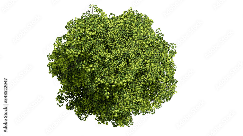 Fototapeta premium 3D Top view Green Trees Isolated on PNGs transparent background , Use for visualization in architectural design or garden decorate