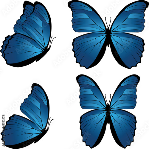 Set of blue flying butterfly Morpho didius isolated on white background