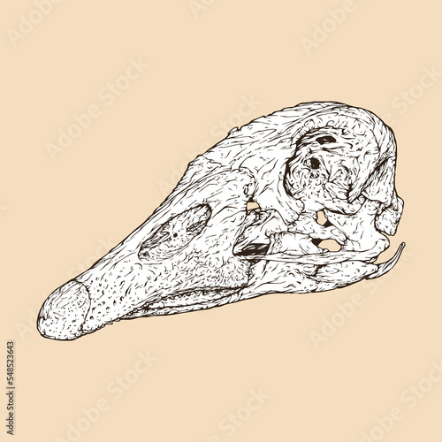 domestic goose skull head vector illustration