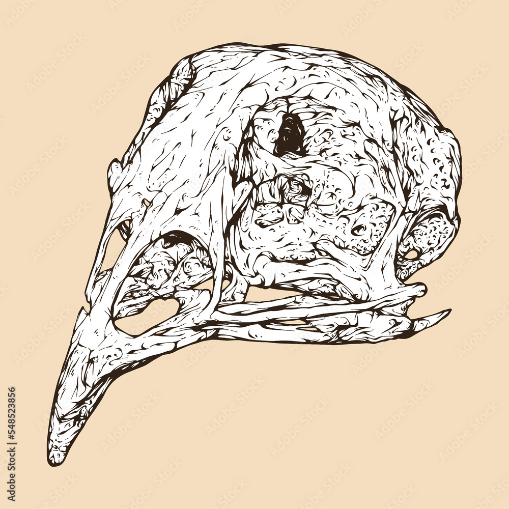 Fototapeta premium quail skull head vector illustration