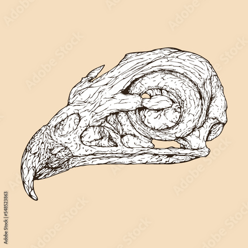 red tailed hawk skull head vector illustration
