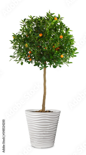 tangerine or orange tree with fruits in a large pot, isolated photo