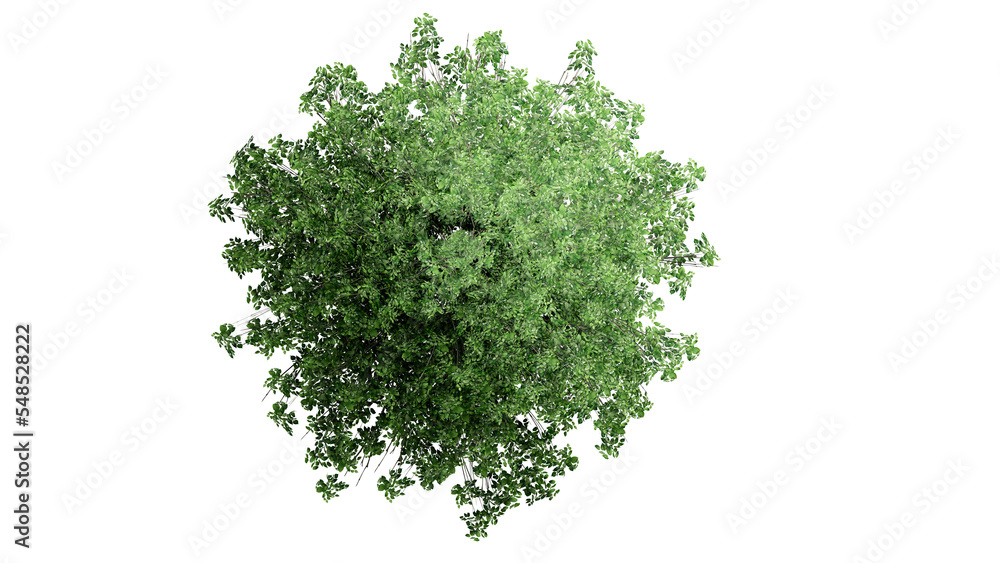Fototapeta premium 3D Top view Green Trees Isolated on PNGs transparent background , Use for visualization in architectural design or garden decorate 