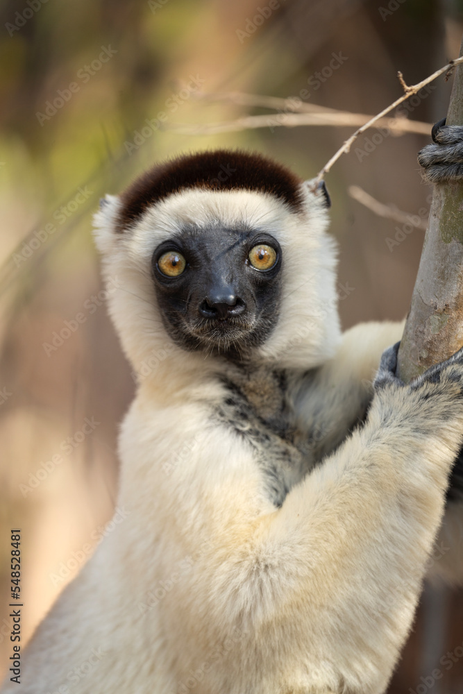 Obraz premium Verreaux's sifaka in the Kirindy park. White sifaka on the Madagascar island. Madagascar fauna. White sifaka with dark head. 