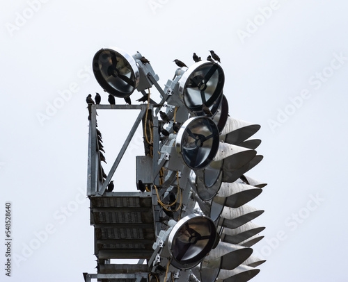 Canvas Print A flock of blackbirds sitting on a lighting fixture at a football field in Rome Georgia