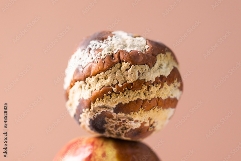 Close-up apple with mold and fresh apple on beige background - mold growth and food spoilage concept Close-up apple with mold and fresh apple on beige background - mold growth and food spoilage concept