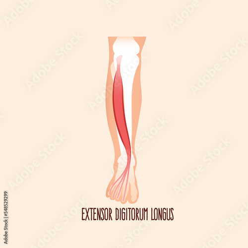 Extensor digitorum longus muscle, vector illustration. 