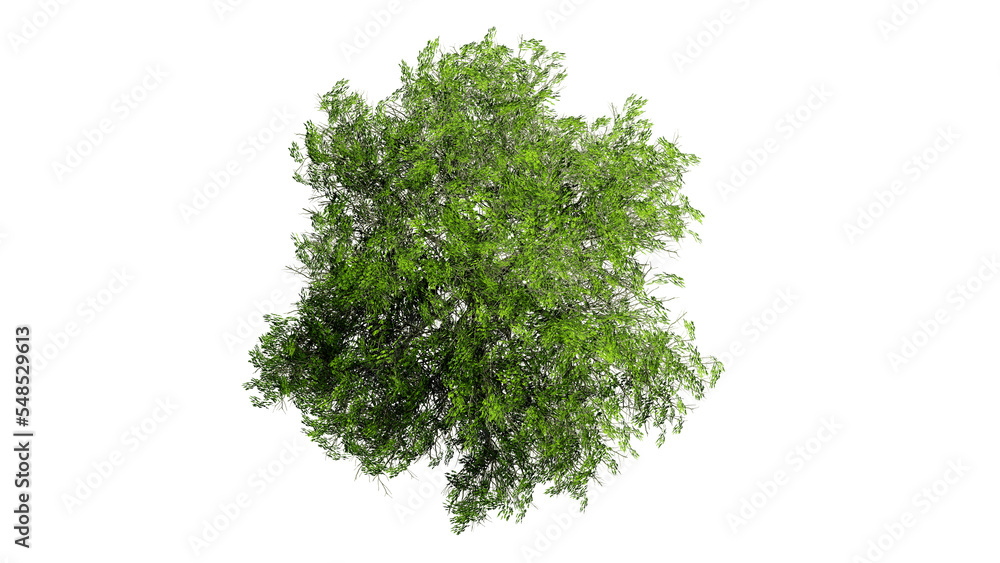 3D Top view Green Trees Isolated on PNGs transparent background , Use for visualization in architectural design or garden decorate
3D Top view Green Trees Isolated on PNGs transparent background , Use for visualization in architectural design or garden decorate