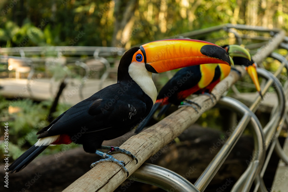 Fototapeta premium Parque das Aves em Foz do Iguaçu - Ph Rodrigo Mattjie 