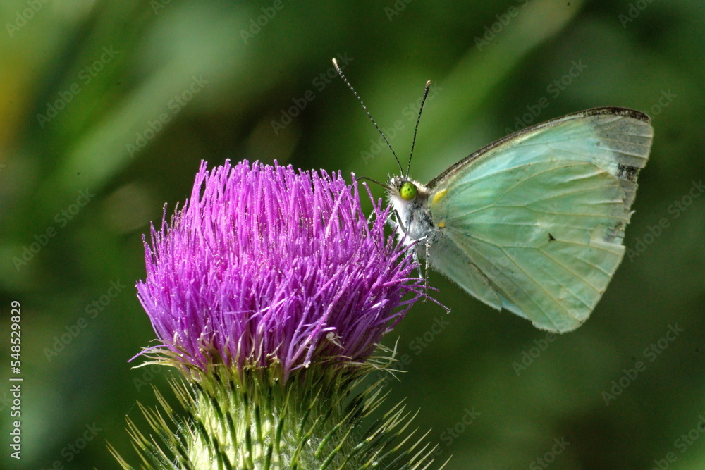 Cabbage butterfly on a Scotch thistle flower in a field in Cotacachi, Ecuador Cabbage butterfly on a Scotch thistle flower in a field in Cotacachi, Ecuador