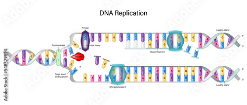 DNA Replication diagram. DNA Polymerase enzyme syntheses. Synthesis of leading strand and lagging strand during DNA replication. Okazaki fragment. photo