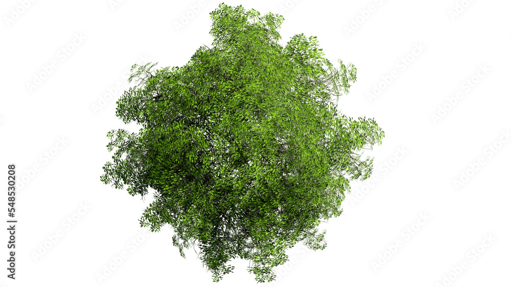 Fototapeta premium 3D Top view Green Trees Isolated on PNGs transparent background , Use for visualization in architectural design or garden decorate 