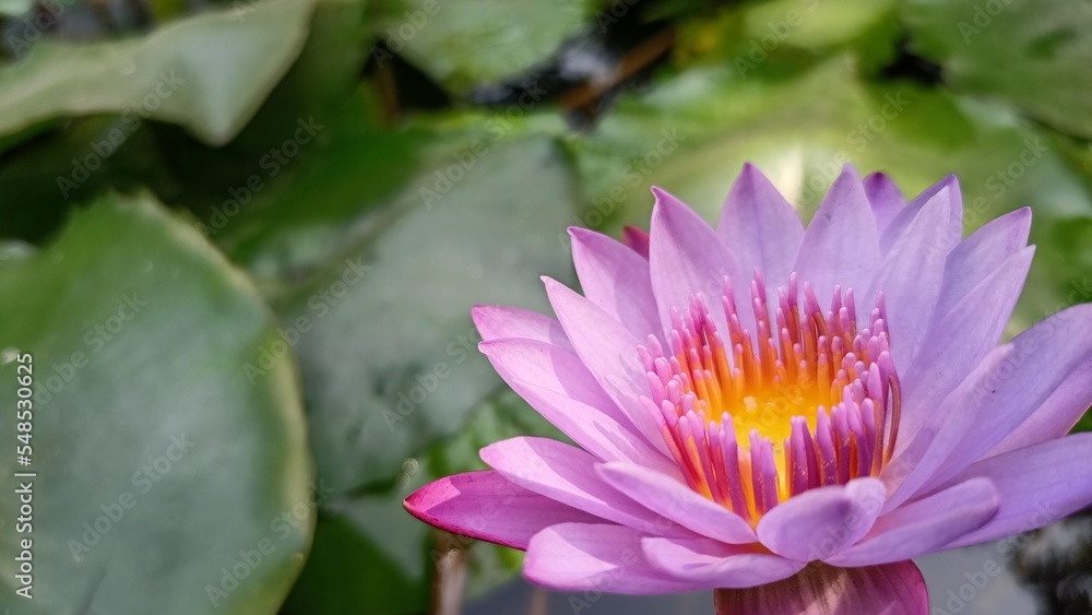 pink water lily pink water lily