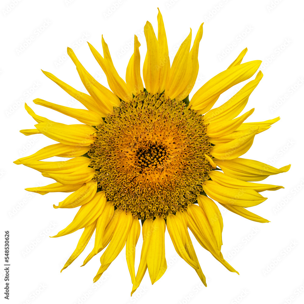 Fototapeta premium Yellow sunflower isolated on transparent background