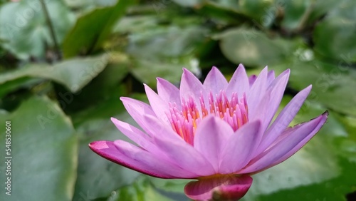 pink lotus flower,lily in water 