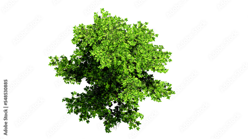 3D Top view Green Trees Isolated on PNGs transparent background , Use for visualization in architectural design or garden decorate
3D Top view Green Trees Isolated on PNGs transparent background , Use for visualization in architectural design or garden decorate