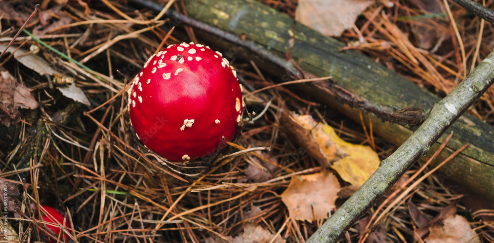 Amanita muscaria mushroom in autumn forest texture, top view. Bright Fly agaric red and white poisonous wild mushroom in fall dry leaves. Toadstool fungus background Amanita muscaria mushroom in autumn forest texture, top view. Bright Fly agaric red and white poisonous wild mushroom in fall dry leaves. Toadstool fungus background