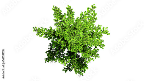 3D Top view Green Trees Isolated on PNGs transparent background , Use for visualization in architectural design or garden decorate 